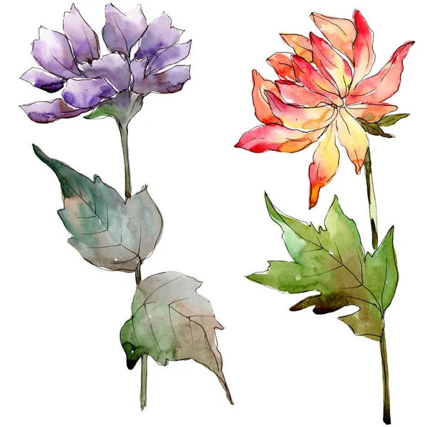 Sulu Boya Renkli Aster Çiçek Botanik Çiçek Zole Illüstrasyon Öğesi — Stok fotoğraf