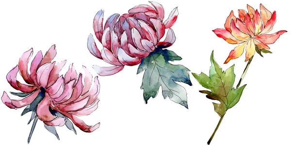 Акварель Красочный Цветок Цветочный Ботанический Цветок Изолированный Элемент Иллюстрации Aquarelle — стоковое фото