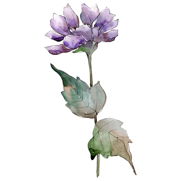 Akwarela Aster Fioletowy Kwiat Botaniczny Kwiat Kwiatowy Element Ilustracja Białym — Zdjęcie stockowe