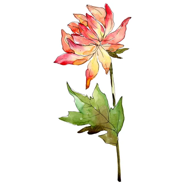 Aquarel Oranje Aster Bloem Floral Botanische Bloem Geïsoleerde Illustratie Element — Stockfoto