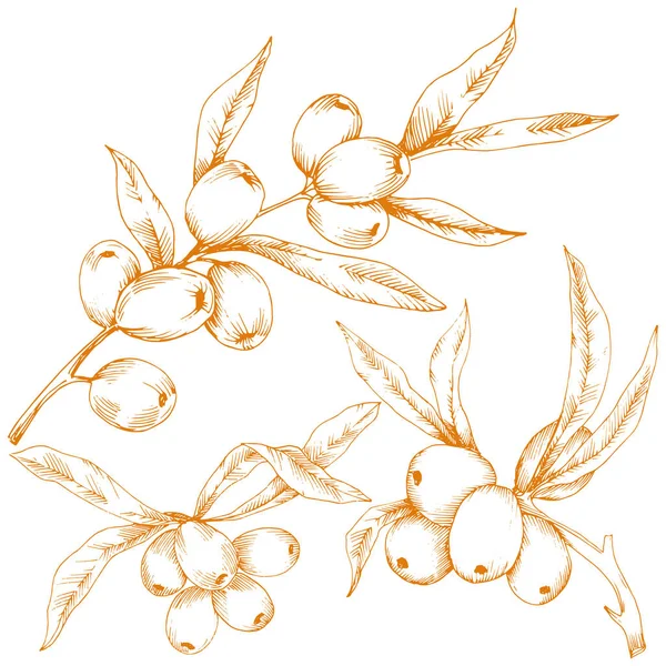 橙沙棘植物 白色背景上的矢量图标 包装图案 框架或边框的矢量花 — 图库矢量图片