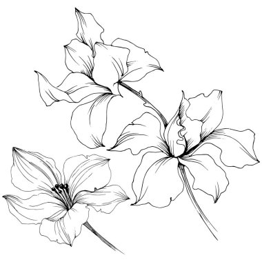 Vektör orkide çiçek. Botanik çiçek. İzole illüstrasyon öğesi. Arka plan, doku, sarıcı desen, çerçeve veya kenarlık için Aquarelle kır çiçeği.