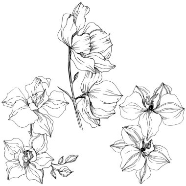 Vektör orkide çiçek. Botanik çiçek. İzole illüstrasyon öğesi. Arka plan, doku, sarıcı desen, çerçeve veya kenarlık için Aquarelle kır çiçeği.