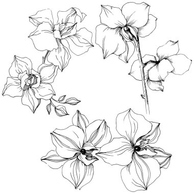 Vektör orkide çiçek. Botanik çiçek. İzole illüstrasyon öğesi. Arka plan, doku, sarıcı desen, çerçeve veya kenarlık için Aquarelle kır çiçeği.