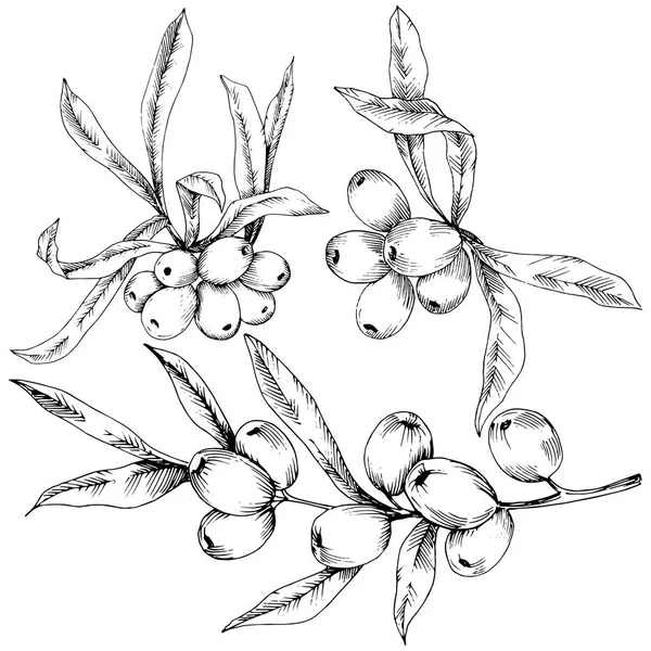 Иконка Вектора Растения Бегемота Белом Фоне Векторный Цветок Фона Текстуры — стоковый вектор