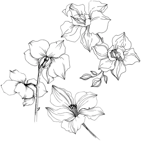 ベクターの蘭の花 花植物の花 孤立した図の要素 テクスチャ ラッパー パターン フレームや境界線の Aquarelle ワイルドフラワー — ストックベクタ