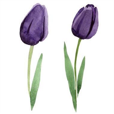 Suluboya Siyah Lale çiçek. Botanik çiçek. İzole illüstrasyon öğesi. Arka plan, doku, sarıcı desen, çerçeve veya kenarlık için Aquarelle kır çiçeği.