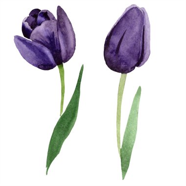 Suluboya Siyah Lale çiçek. Botanik çiçek. İzole illüstrasyon öğesi. Arka plan, doku, sarıcı desen, çerçeve veya kenarlık için Aquarelle kır çiçeği.