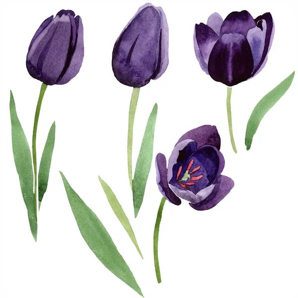 Suluboya Siyah Lale çiçek. Botanik çiçek. İzole illüstrasyon öğesi. Arka plan, doku, sarıcı desen, çerçeve veya kenarlık için Aquarelle kır çiçeği.