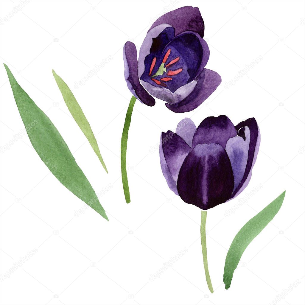 Watercolor black tulips flower. Floral botanical flower. Isolated illustration element. Aquarelle wildflower for background, texture, wrapper pattern, frame or border.