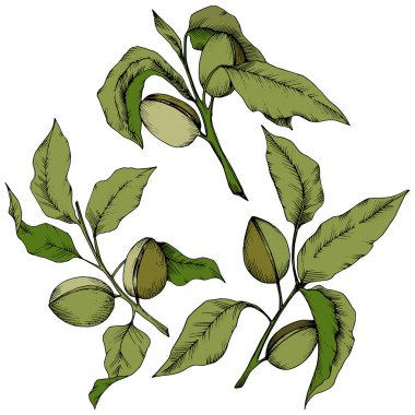 Yeşil izole bir vektör tarzda badem. Bitki tam adı: badem. Arka plan, doku, sarıcı desen, çerçeve veya kenarlık için vektör çiçek.