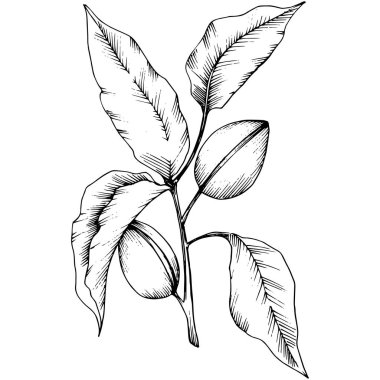 Badem izole bir vektör tarzı. solated resimde öğesi. Bitki tam adı: badem. Arka plan, doku, sarıcı desen, çerçeve veya kenarlık için vektör çiçek.