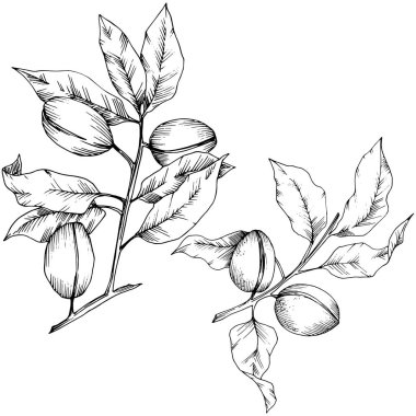 Badem izole bir vektör tarzı. solated resimde öğesi. Bitki tam adı: badem. Arka plan, doku, sarıcı desen, çerçeve veya kenarlık için vektör çiçek.