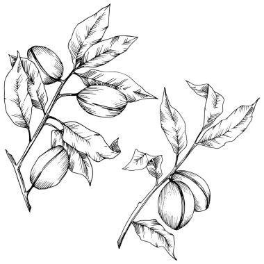 Badem izole bir vektör tarzı. solated resimde öğesi. Bitki tam adı: badem. Arka plan, doku, sarıcı desen, çerçeve veya kenarlık için vektör çiçek.