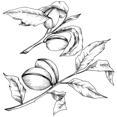 Badem izole bir vektör tarzı. solated resimde öğesi. Bitki tam adı: badem. Arka plan, doku, sarıcı desen, çerçeve veya kenarlık için vektör çiçek.