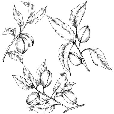 Badem izole bir vektör tarzı. solated resimde öğesi. Bitki tam adı: badem. Arka plan, doku, sarıcı desen, çerçeve veya kenarlık için vektör çiçek.