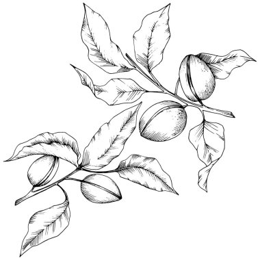 Badem izole bir vektör tarzı. solated resimde öğesi. Bitki tam adı: badem. Arka plan, doku, sarıcı desen, çerçeve veya kenarlık için vektör çiçek.