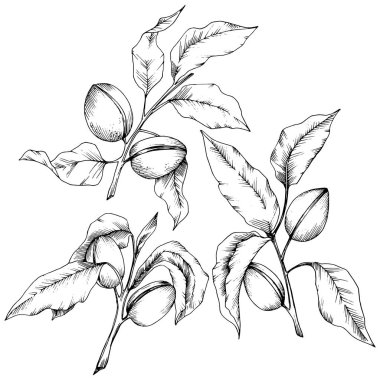 Badem izole bir vektör tarzı. solated resimde öğesi. Bitki tam adı: badem. Arka plan, doku, sarıcı desen, çerçeve veya kenarlık için vektör çiçek.