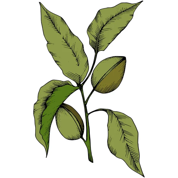Πράσινο Αμύγδαλο Ένα Στυλ Διάνυσμα Απομονωμένη Πλήρης Ονομασία Του Φυτού — Διανυσματικό Αρχείο