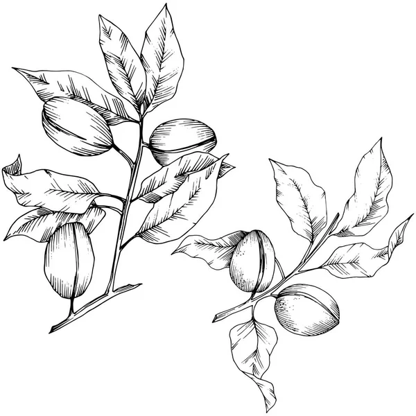 Миндаль Векторном Стиле Изолирован Полное Название Растения Миндаль Векторный Цветок — стоковый вектор