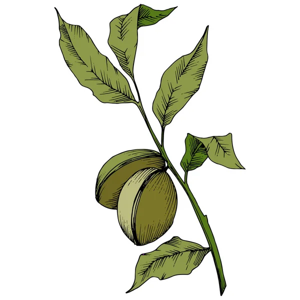 Almendra Verde Estilo Vectorial Aislado Nombre Completo Planta Almendra Flor — Vector de stock