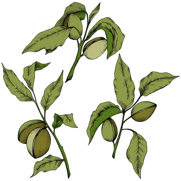 Amêndoa Verde Estilo Vetorial Isolado Nome Completo Planta Amêndoa Flor — Vetor de Stock