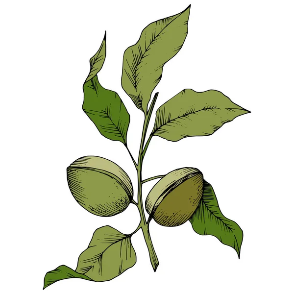 Зелений Мигдаль Векторному Стилі Ізольовано Повна Назва Рослини Мигдаль Векторна — стоковий вектор