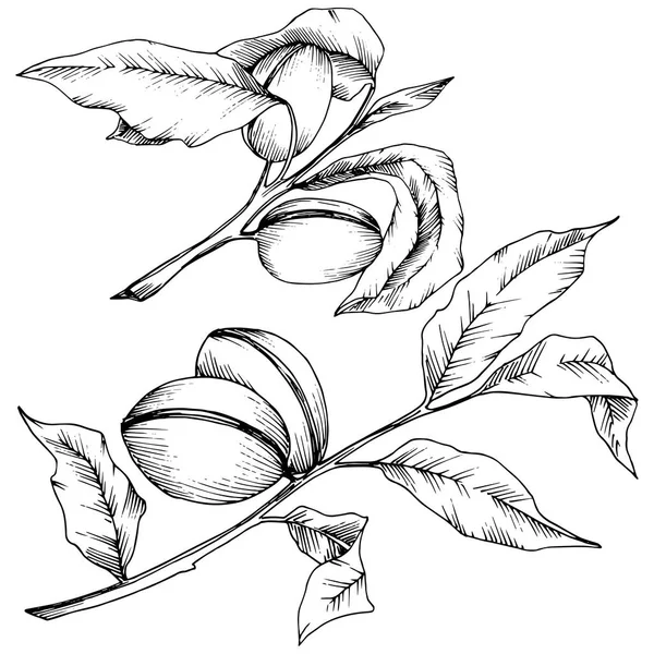 Badem izole bir vektör tarzı. solated resimde öğesi. Bitki tam adı: badem. Arka plan, doku, sarıcı desen, çerçeve veya kenarlık için vektör çiçek.