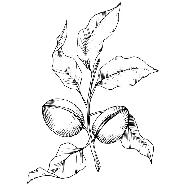 Mandel Vektorstil Isoliert Der Vollständige Name Der Pflanze Mandel Vektorblume — Stockvektor