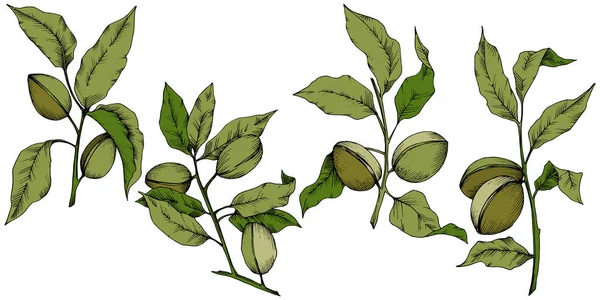 Almendra Verde Estilo Vectorial Aislado Nombre Completo Planta Almendra Flor — Archivo Imágenes Vectoriales