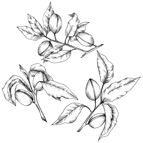 Badem izole bir vektör tarzı. solated resimde öğesi. Bitki tam adı: badem. Arka plan, doku, sarıcı desen, çerçeve veya kenarlık için vektör çiçek.