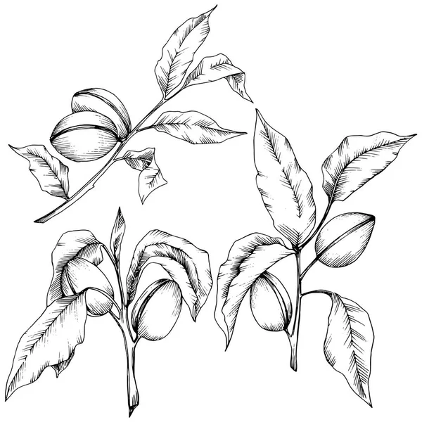 Badem izole bir vektör tarzı. solated resimde öğesi. Bitki tam adı: badem. Arka plan, doku, sarıcı desen, çerçeve veya kenarlık için vektör çiçek.