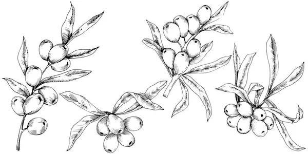 Иконка Вектора Растения Бегемота Белом Фоне Векторный Цветок Фона Текстуры — стоковый вектор