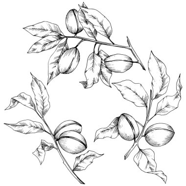 Badem izole bir vektör tarzı. solated resimde öğesi. Bitki tam adı: badem. Arka plan, doku, sarıcı desen, çerçeve veya kenarlık için vektör çiçek.