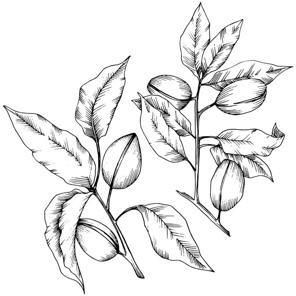 分離ベクトル スタイルでアーモンド Solated の図要素 植物の完全な名前 アーモンド テクスチャ ラッパー パターン 枠や図面枠のベクターの花 — ストックベクタ