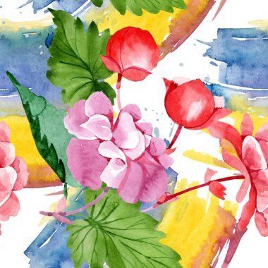Sulu boya pembe Begonya çiçek. Botanik çiçek. Sorunsuz arka plan deseni. Kumaş duvar kağıdı yazdırma doku. Arka plan, doku, sarıcı desen, çerçeve veya kenarlık için Aquarelle kır çiçeği.