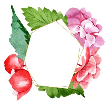 Sulu boya pembe Begonya çiçek. Botanik çiçek. Çerçeve kenarlığı süsleme Meydanı. Arka plan, doku, sarıcı desen, çerçeve veya kenarlık için Aquarelle kır çiçeği.
