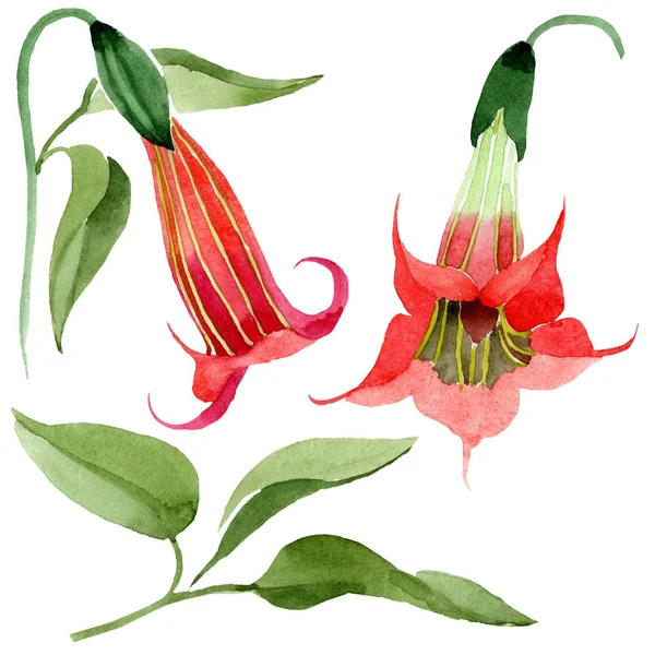 Acquerello Rosso Brugmansia Fiore Fiore Botanico Floreale Elemento Illustrazione Isolato — Foto Stock