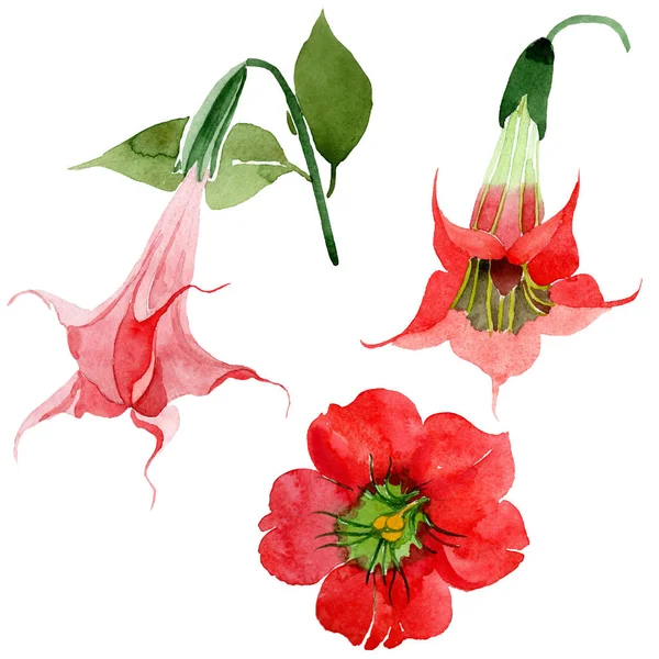 Acquerello Rosso Brugmansia Fiore Fiore Botanico Floreale Elemento Illustrazione Isolato — Foto Stock