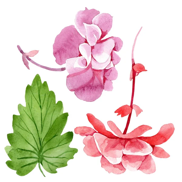 Sulu Boya Pembe Begonya Çiçek Botanik Çiçek Zole Illüstrasyon Öğesi — Stok fotoğraf