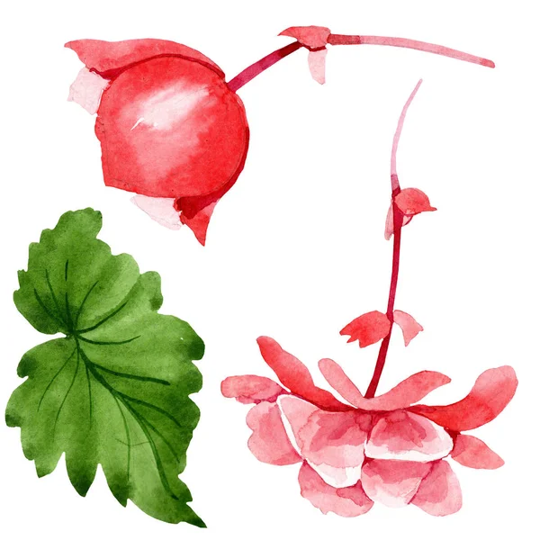 Acuarela Flor Begonia Rosa Flor Botánica Floral Elemento Ilustración Aislado —  Fotos de Stock