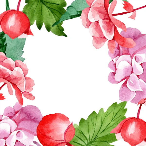 Akvarell Rózsaszín Begónia Virág Virágos Botanikai Virág Test Határ Dísz — Stock Fotó
