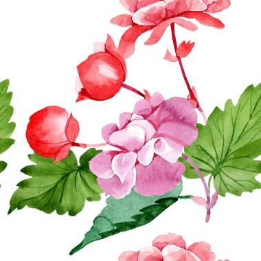 Sulu boya pembe Begonya çiçek. Botanik çiçek. Sorunsuz arka plan deseni. Kumaş duvar kağıdı yazdırma doku. Arka plan, doku, sarıcı desen, çerçeve veya kenarlık için Aquarelle kır çiçeği.