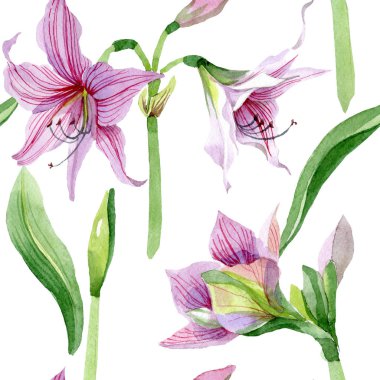 Sulu boya pembe amaryllis çiçek. Botanik çiçek. Sorunsuz arka plan deseni. Kumaş duvar kağıdı yazdırma doku. Arka plan, doku, sarıcı desen, çerçeve veya kenarlık için Aquarelle kır çiçeği.