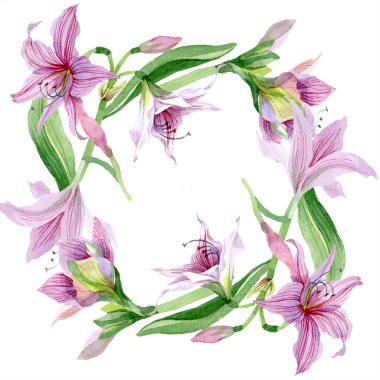 Sulu boya pembe amaryllis çiçek. Botanik çiçek. Çerçeve kenarlığı süsleme Meydanı. Arka plan, doku, sarıcı desen, çerçeve veya kenarlık için Aquarelle kır çiçeği.
