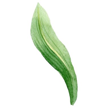 Suluboya amaryllis çiçek yeşil yaprak. Botanik çiçek. İzole illüstrasyon öğesi. Arka plan, doku, sarıcı desen, çerçeve veya kenarlık için Aquarelle kır çiçeği.