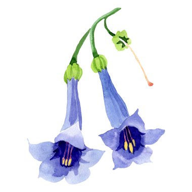 Suluboya mavi brugmansia çiçek. Botanik çiçek. İzole illüstrasyon öğesi. Arka plan, doku, sarıcı desen, çerçeve veya kenarlık için Aquarelle kır çiçeği.