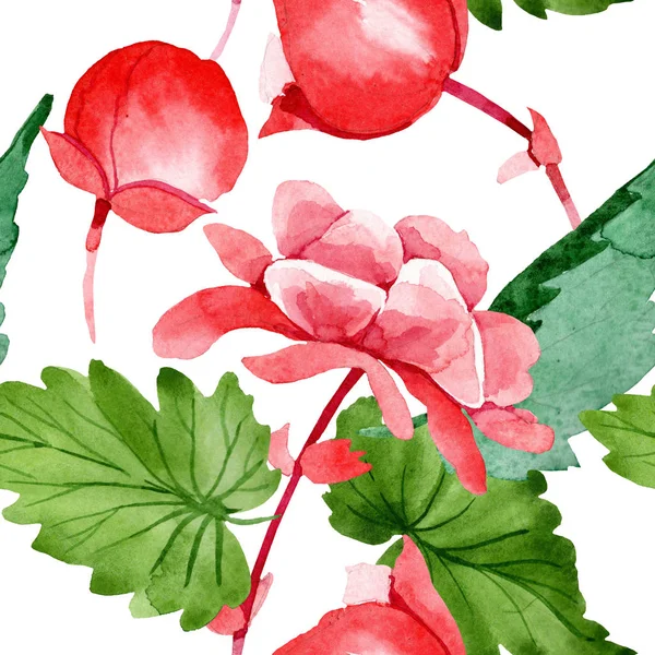 Акварель Рожева Квітка Бегонії Квіткова Ботанічна Квітка Безшовний Візерунок Тла — стокове фото