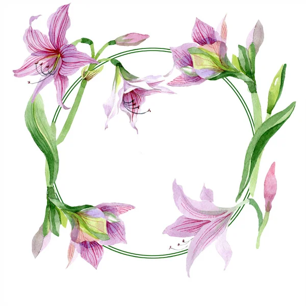 Akvarell Rosa Amaryllis Blomma Blommig Botaniska Blomma Ram Gränsen Prydnad — Stockfoto