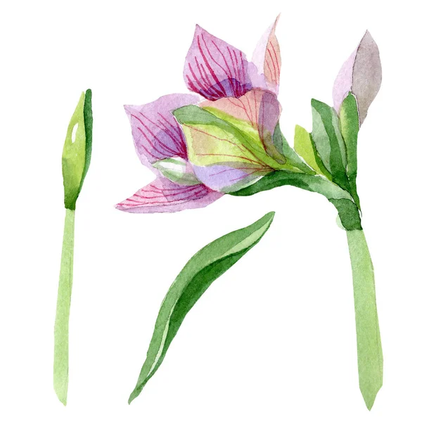 Aquarelle Rose Amaryllis Fleur Fleur Botanique Florale Élément Illustration Isolé — Photo